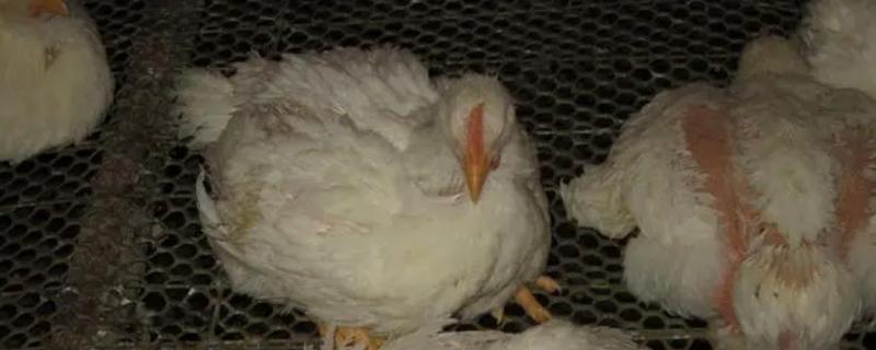 鸡没精神爱闭眼的原因