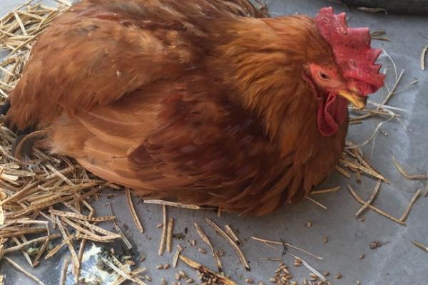 鸡没精神爱闭眼的原因，可能是细菌侵袭导致的