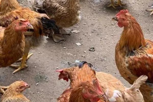 鸡没精神爱闭眼的原因，可能是细菌侵袭导致的