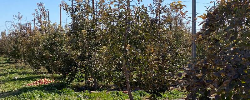 冬季果树管理要点