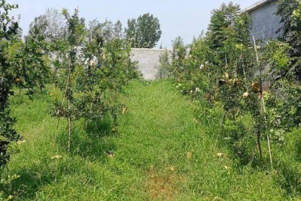 冬季果树管理要点，多施有机肥料