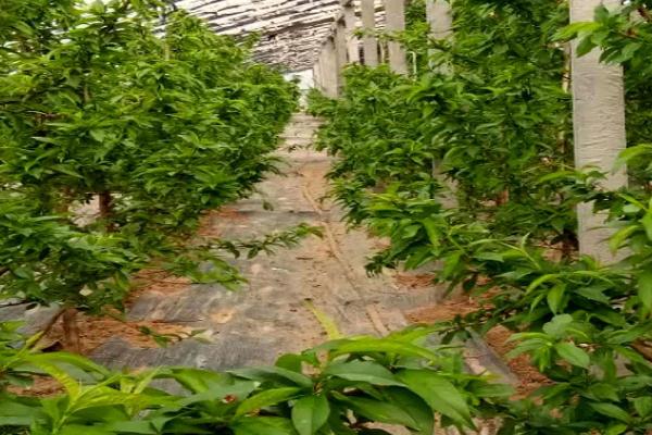 冬季果树管理要点，多施有机肥料