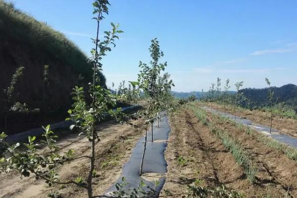 冬季果树管理要点，多施有机肥料