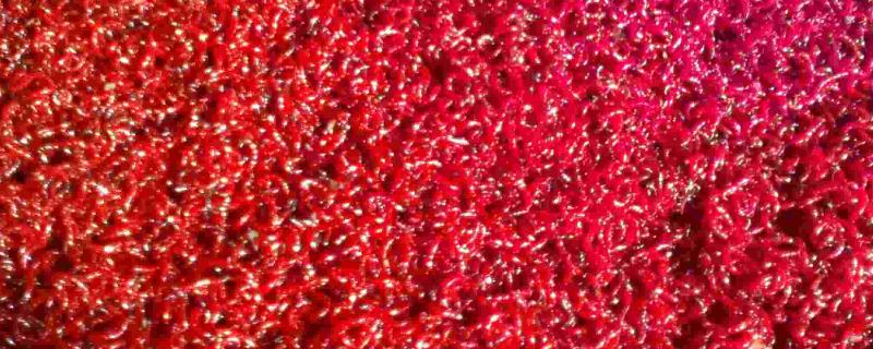 红虫养水里会不会死亡