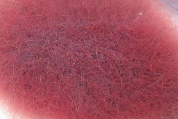 红虫养水里会不会死亡，会死亡但不是水养方法所导致