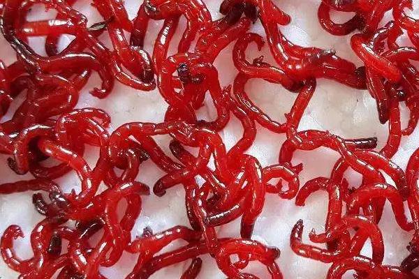 红虫养水里会不会死亡，会死亡但不是水养方法所导致