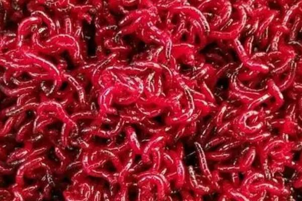 红虫养水里会不会死亡，会死亡但不是水养方法所导致