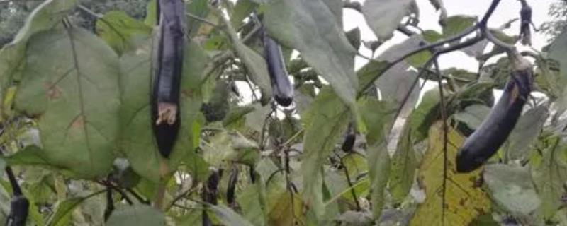 茄子定植5天之前为何不宜对苗床浇水