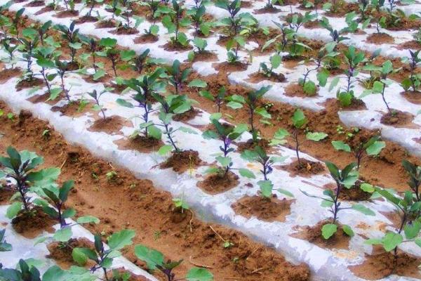 茄子定植5天之前为何不宜对苗床浇水，原因是会导致根系大量生长、搬运时容易断裂