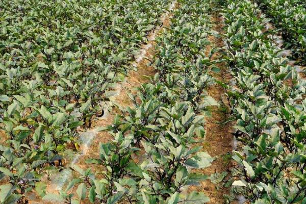 茄子定植5天之前为何不宜对苗床浇水，原因是会导致根系大量生长、搬运时容易断裂