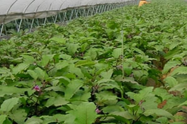 茄子定植5天之前为何不宜对苗床浇水，原因是会导致根系大量生长、搬运时容易断裂