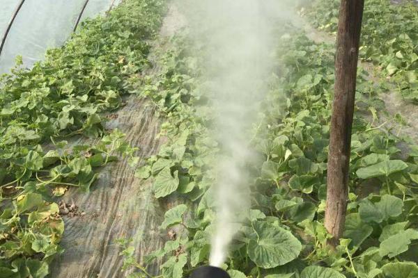 怎么使用福美双，主要用法是拌种、喷雾