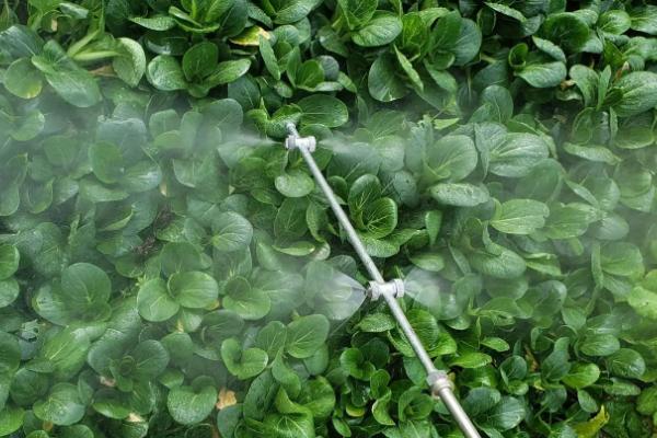 怎么使用福美双，主要用法是拌种、喷雾