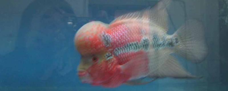 鱼患上白毛病如何治疗
