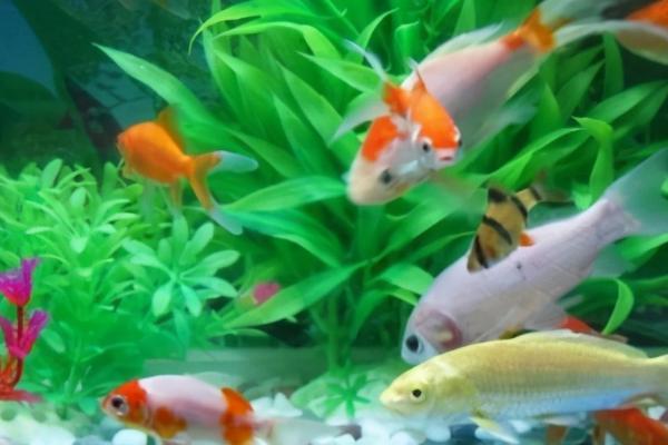 鱼患上白毛病如何治疗，需及时换水、并用呋喃西林溶液浸泡病鱼