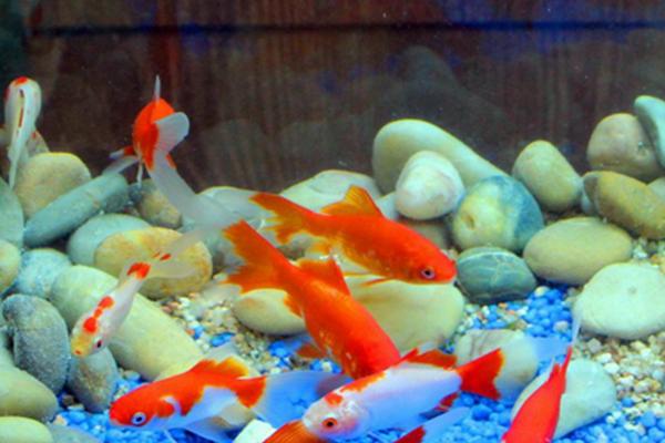 鱼患上白毛病如何治疗，需及时换水、并用呋喃西林溶液浸泡病鱼