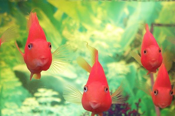 鱼患上白毛病如何治疗，需及时换水、并用呋喃西林溶液浸泡病鱼