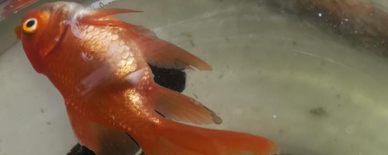 翻肚皮的鱼怎么抢救