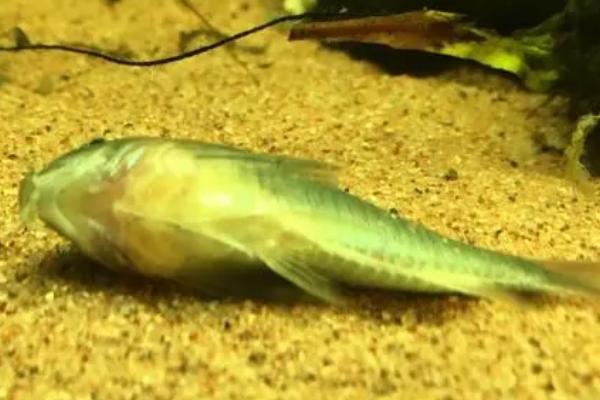 翻肚皮的鱼怎么抢救,扶正后包裹塑料袋、再用木板固定