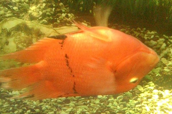 翻肚皮的鱼怎么抢救,扶正后包裹塑料袋、再用木板固定