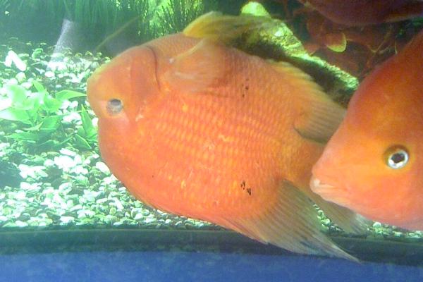 翻肚皮的鱼怎么抢救,扶正后包裹塑料袋、再用木板固定