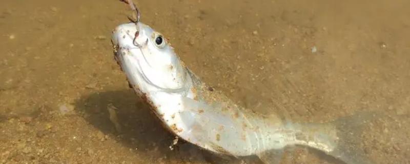 冬季能用海竿钓鲢鳙吗