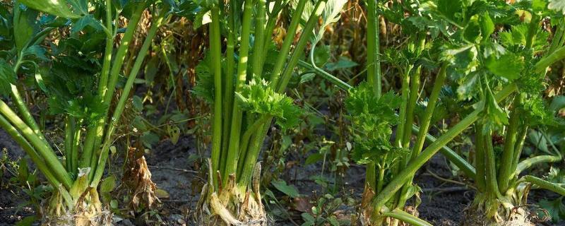 芹菜烂根怎么防治