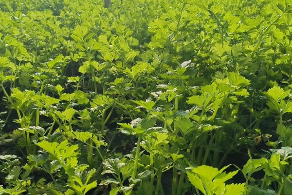 芹菜烂根怎么防治,可用根施通+护树将军浇灌根部