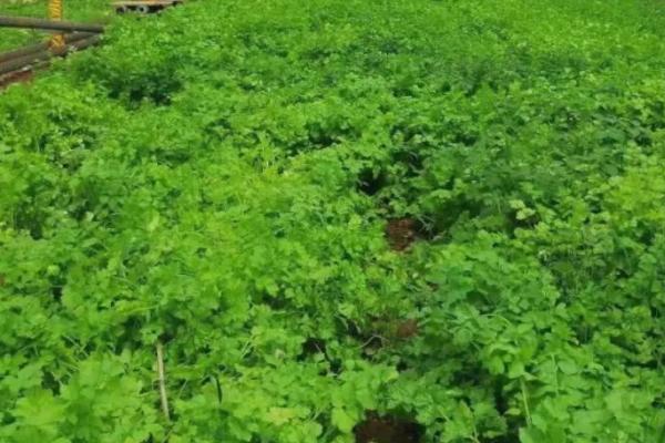 芹菜烂根怎么防治,可用根施通+护树将军浇灌根部