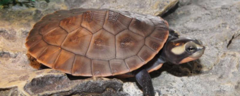 圆澳龟不喜欢动的原因
