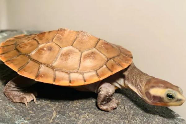 圆澳龟不喜欢动的原因，可能是水温过低、水质差等因素所导致