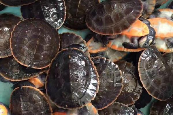 圆澳龟不喜欢动的原因，可能是水温过低、水质差等因素所导致