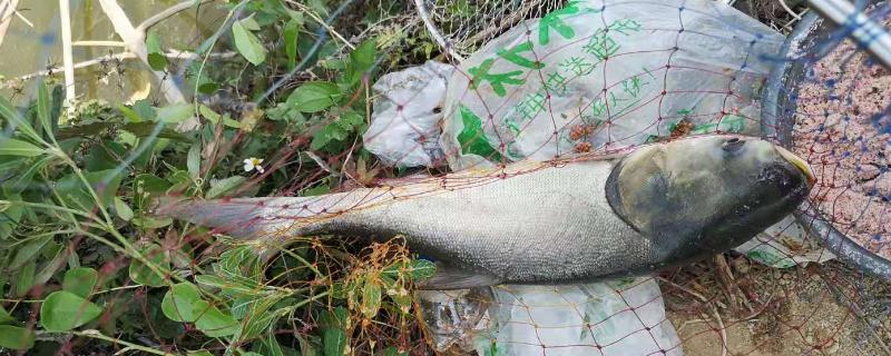 夏钓鲢鳙用什么味型的鱼饵