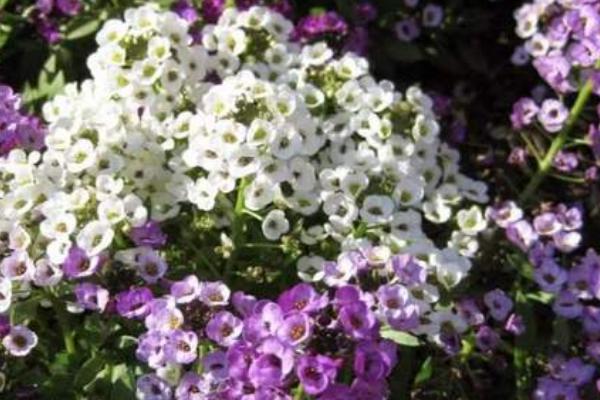 什么是香雪球，是一种十字花科的植物