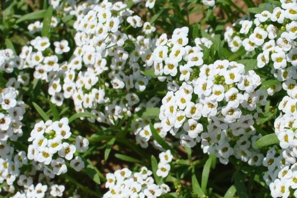 什么是香雪球，是一种十字花科的植物