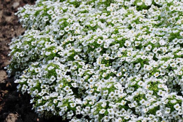 什么是香雪球，是一种十字花科的植物