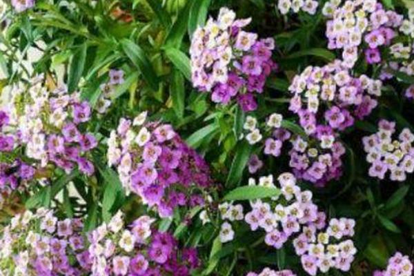 什么是香雪球，是一种十字花科的植物