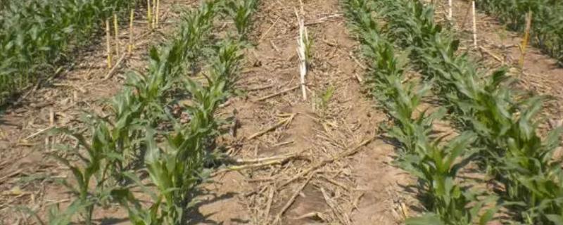 农作物抗旱的技巧