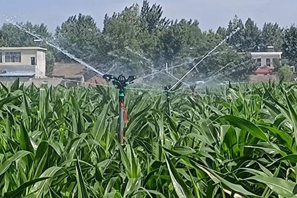 农作物抗旱的技巧，应及时做好这三点