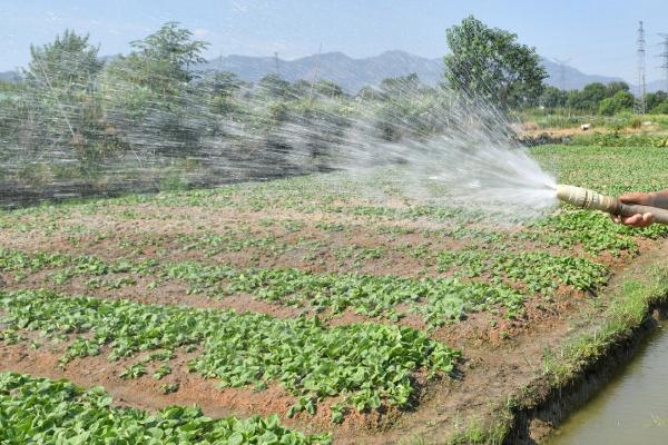 农作物抗旱的技巧，应及时做好这三点