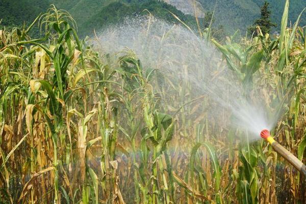 农作物抗旱的技巧，应及时做好这三点