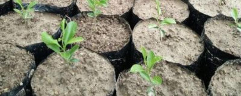 如何利用容器培育柑橘苗