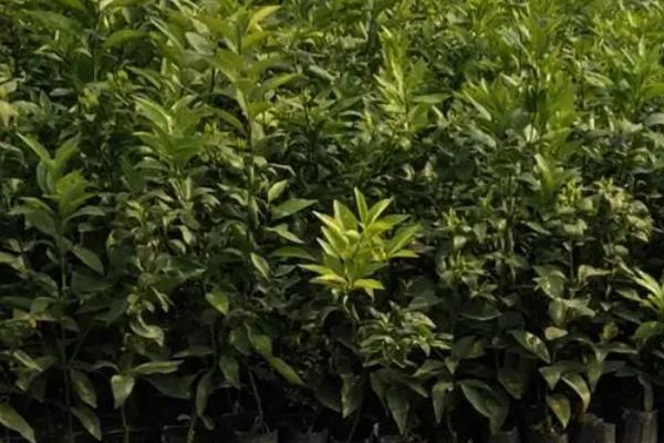 如何利用容器培育柑橘苗,将砧木苗栽入育苗桶、再压实并灌足定根水