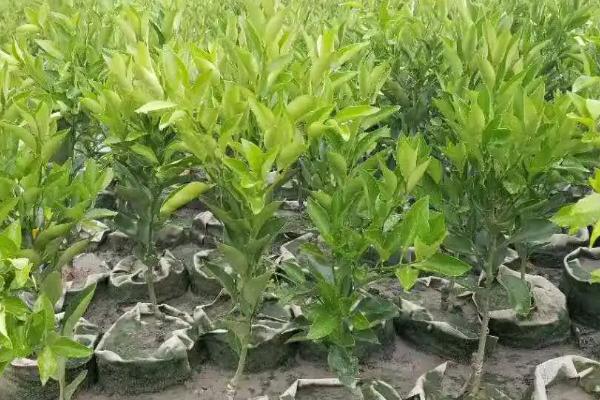 如何利用容器培育柑橘苗,将砧木苗栽入育苗桶、再压实并灌足定根水