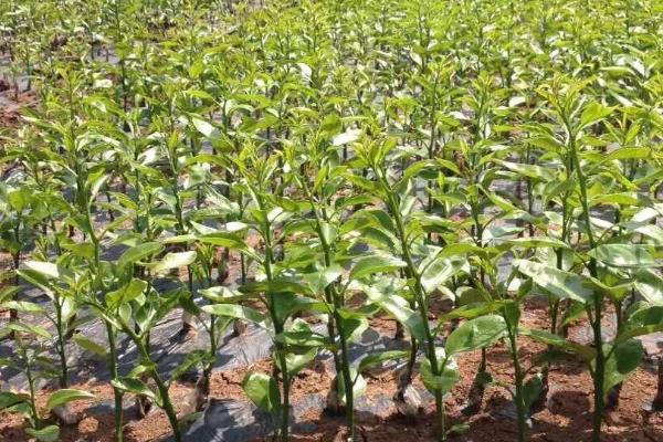 如何利用容器培育柑橘苗,将砧木苗栽入育苗桶、再压实并灌足定根水