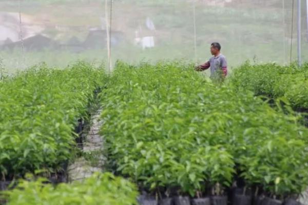 如何利用容器培育柑橘苗,将砧木苗栽入育苗桶、再压实并灌足定根水