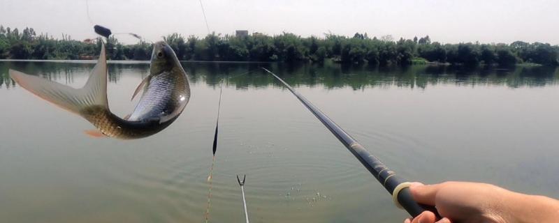 土鲮鱼怎么钓
