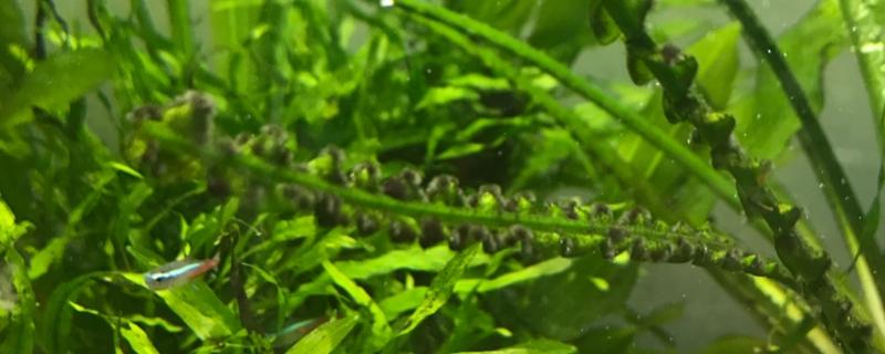 去除黑毛藻的方法