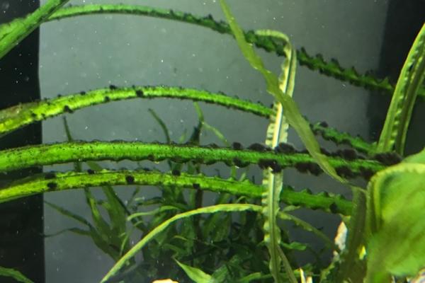 去除黑毛藻的方法，可用除藻刀将其刮干净