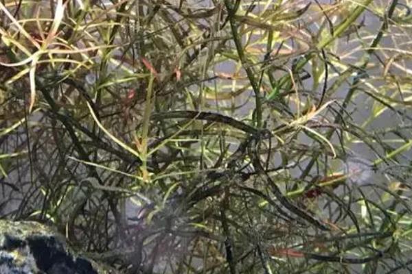 去除黑毛藻的方法，可用除藻刀将其刮干净